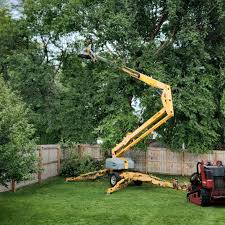 Best Stump Grinding and Removal  in Hideaway, TX