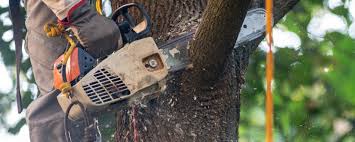 How Our Tree Care Process Works  in  Hideaway, TX