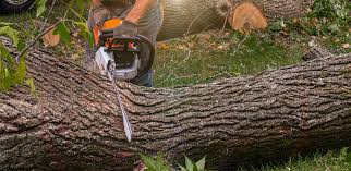 Best Firewood Processing and Delivery  in Hideaway, TX