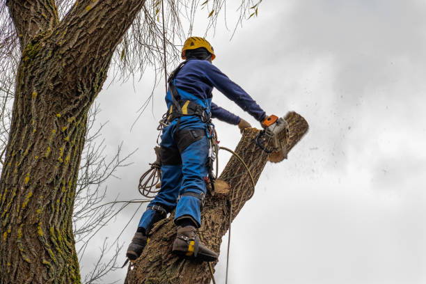 Best Emergency Tree Removal  in Hideaway, TX