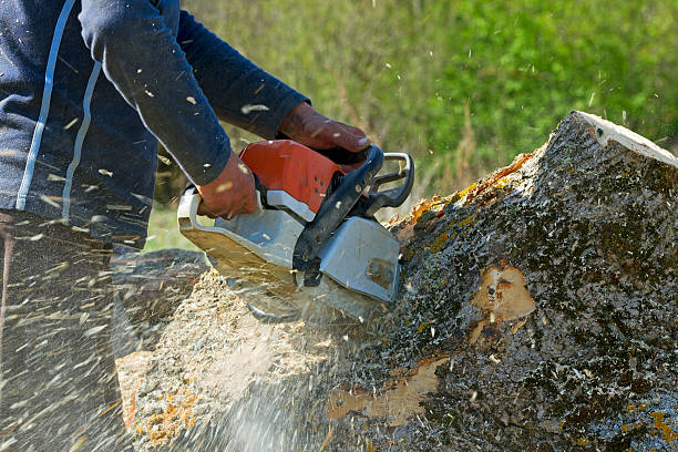 Best Tree and Shrub Care  in Hideaway, TX