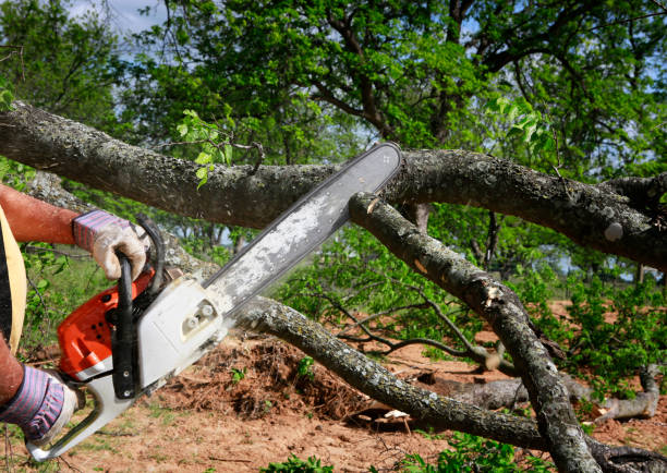 Best Emergency Tree Removal  in Hideaway, TX